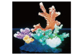 蛍光サンゴS